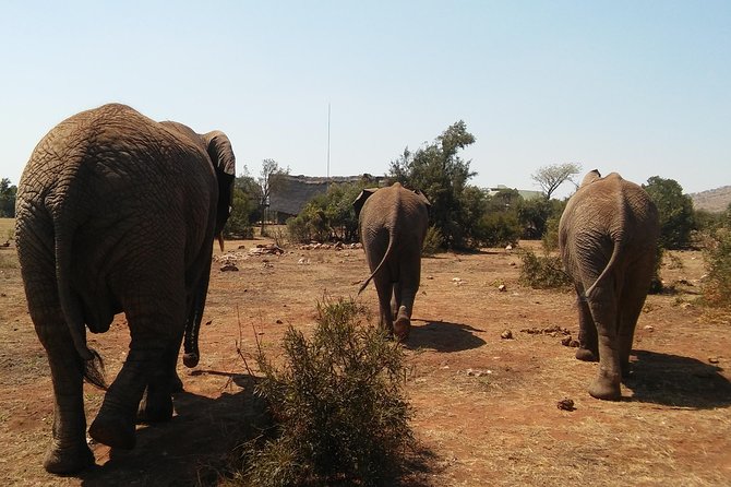 Elephant Walk Guided Half Day Tour from Johannesburg - Who this elephant walk fits best (and who should think twice)