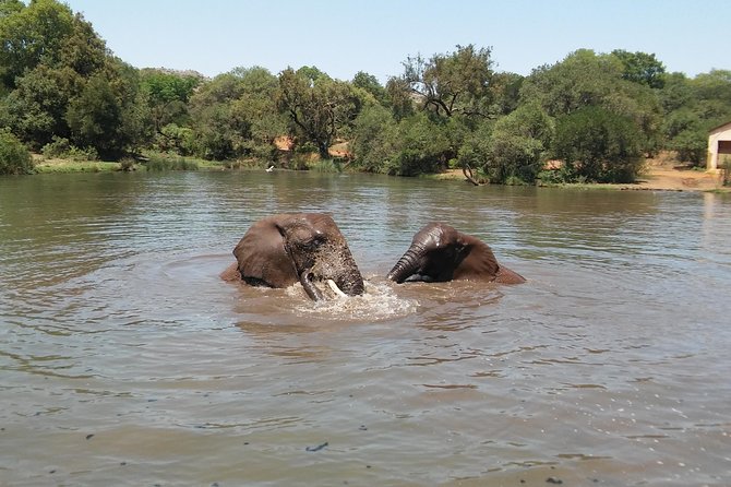 Elephant Walk Guided Half Day Tour from Johannesburg - Should you book this Johannesburg area elephant walk?
