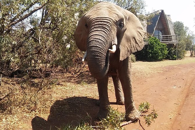 Elephant Walk Guided Half Day Tour from Johannesburg - What you might see up close: families, communication, and gentle interaction