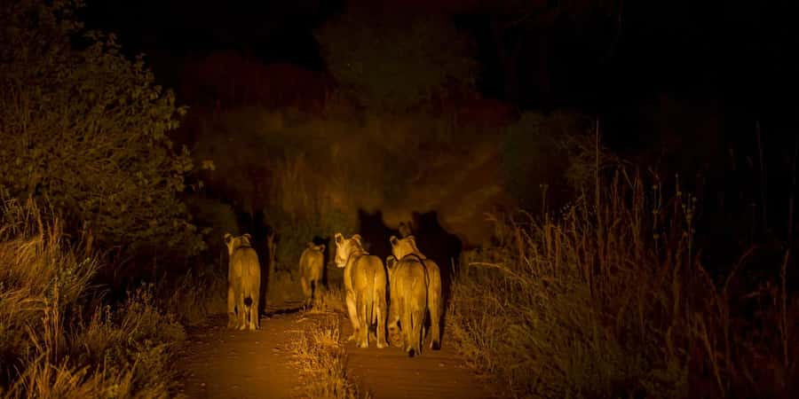 Evening Pilanesberg Safari Tour from Sun City - Key highlights to expect on the drive