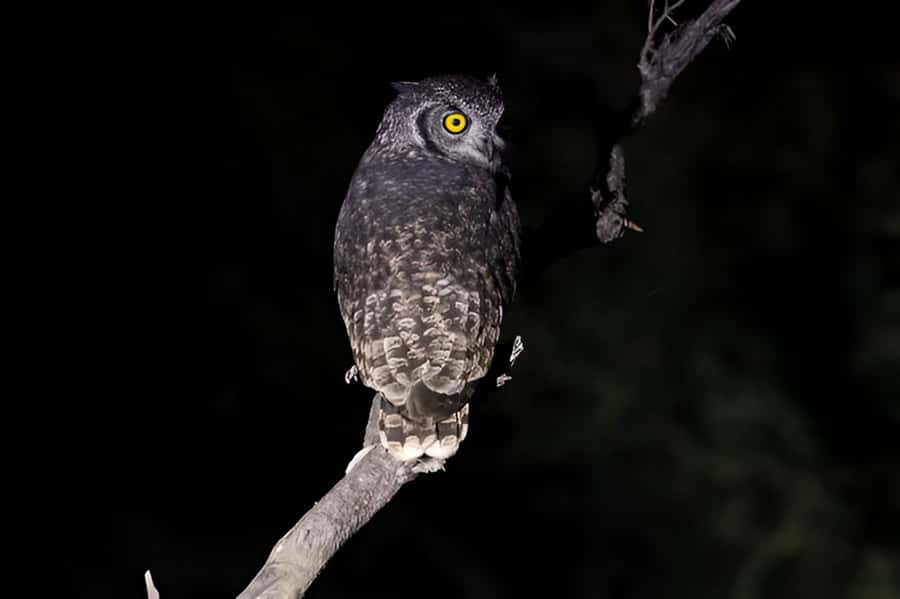 Evening Pilanesberg Safari Tour from Sun City - What animals you might spot at dusk (and what to remember)