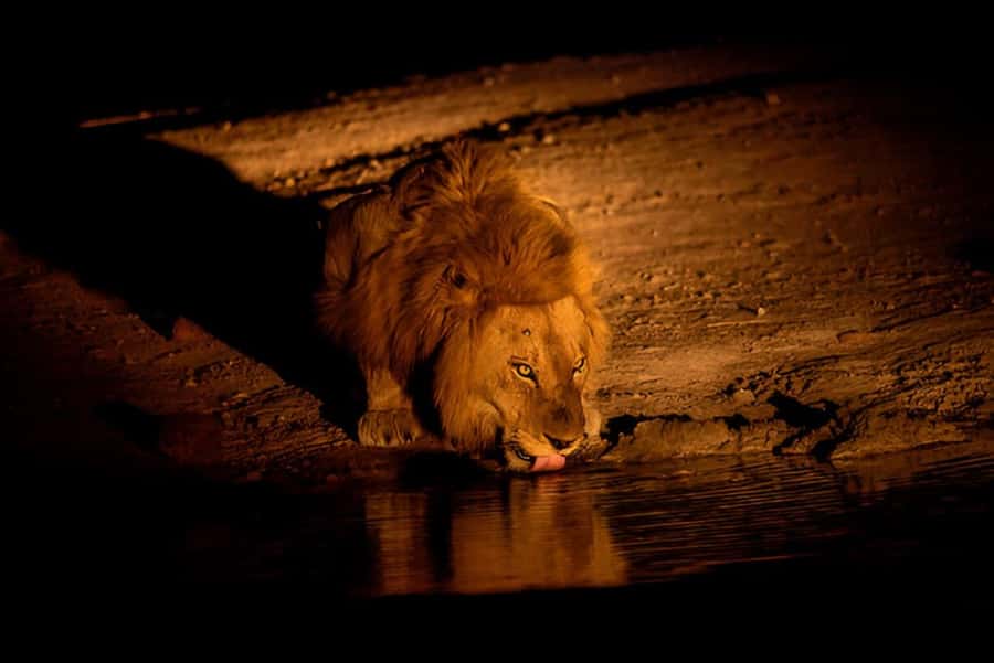 Evening Pilanesberg Safari Tour from Sun City - Timing of the return: ending near sunset but still feeling like night