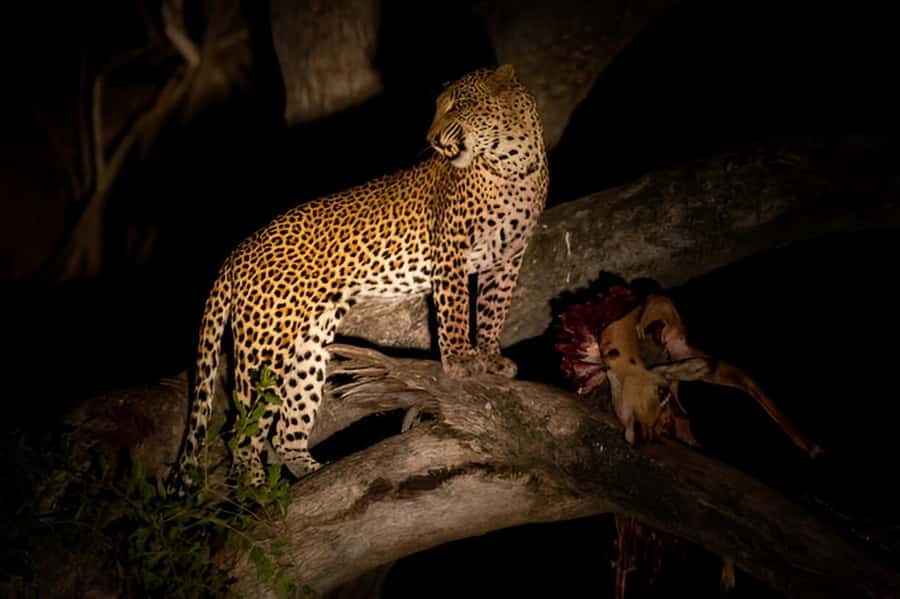 Evening Pilanesberg Safari Tour from Sun City - Price and conservation fee: where the value comes from