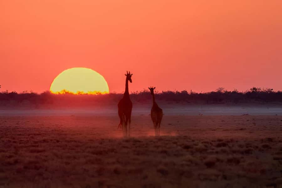 Evening Pilanesberg Safari Tour from Sun City - Who this Sun City evening safari is best for