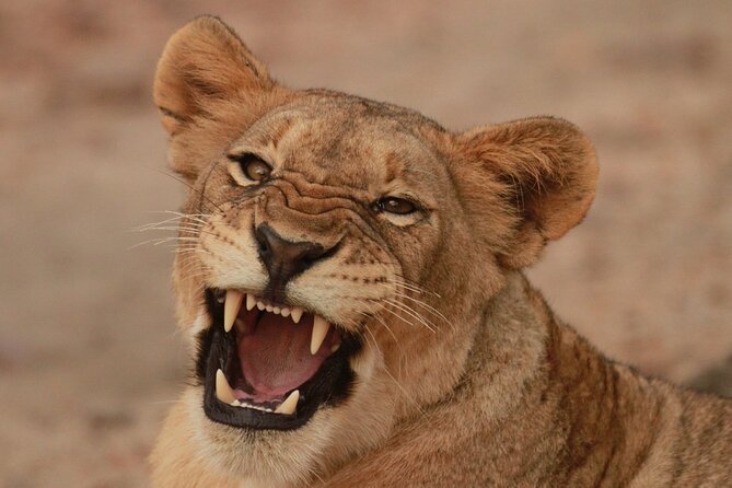 Exclusive Morning Game Drive Safari near Hoedspruit - Key highlights you will feel on the drive