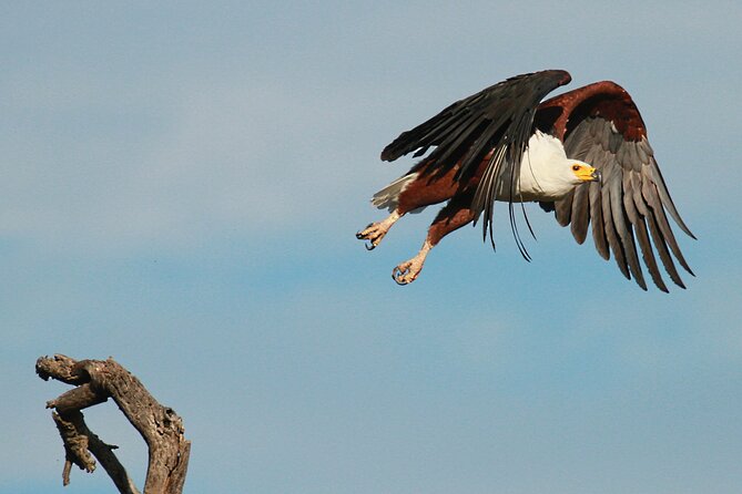 Exclusive Morning Game Drive Safari near Hoedspruit - Guide style that actually helps you find animals