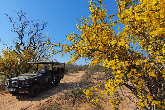 Exclusive Morning Game Drive Safari near Hoedspruit - Timing options, sunrise focus, and how this affects your day