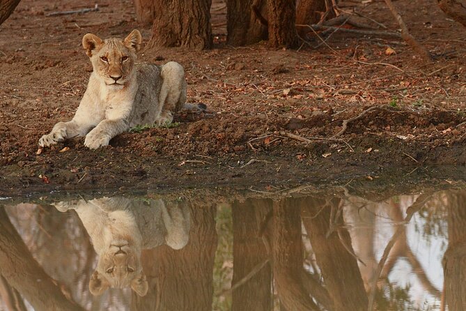 Exclusive Morning Game Drive Safari near Hoedspruit - Price and value at about $112.20 per person