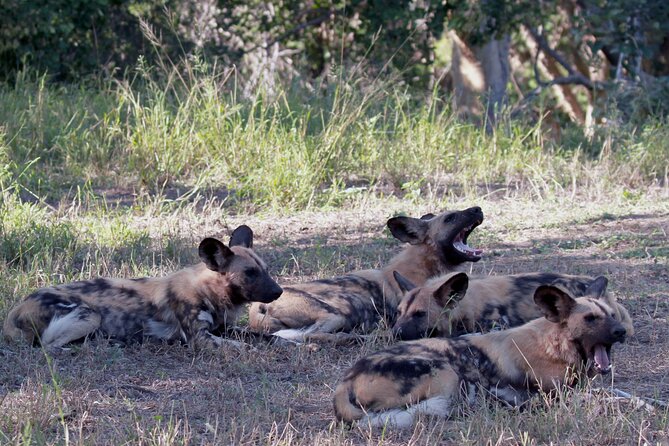 Exclusive Sunset Game Drive Safari near Hoedspruit - A private 5,500-hectare reserve makes the game drive feel closer