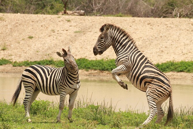 Exclusive Sunset Game Drive Safari near Hoedspruit - Wildlife you can actually look for, plus the birds that make it fun