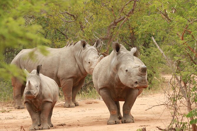 Exclusive Sunset Game Drive Safari near Hoedspruit - The guide experience is the difference between sightings and stories