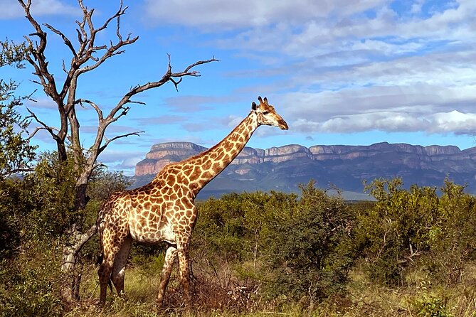 Exclusive Sunset Game Drive Safari near Hoedspruit - Price and value: what $112.20 buys you here