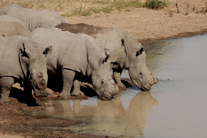 Exclusive Sunset Game Drive Safari near Hoedspruit - Who this sunset safari suits best, and who should think twice