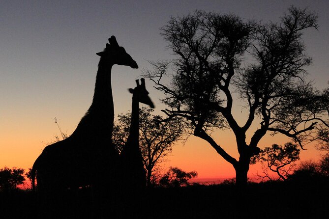 Exclusive Sunset Game Drive Safari near Hoedspruit - All or Nothing Adventures: what the start tells you about the quality