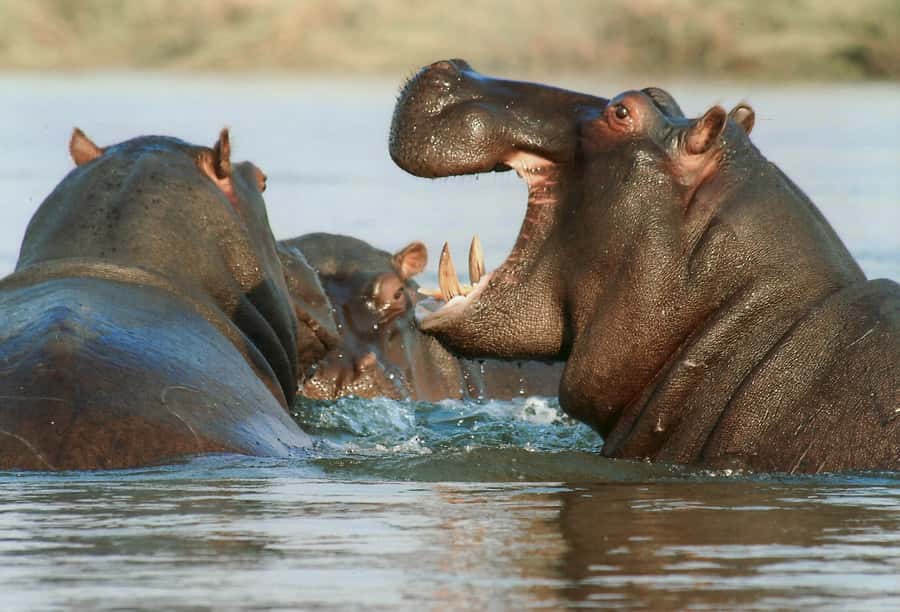 Experience an Amazing Big5 Safari near Cape Town! - The 2 to 3 Hour Game Drive: What You Can Expect in the Field