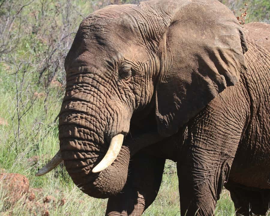 Experience an Amazing Big5 Safari near Cape Town! - Price and Value at $345 Per Person