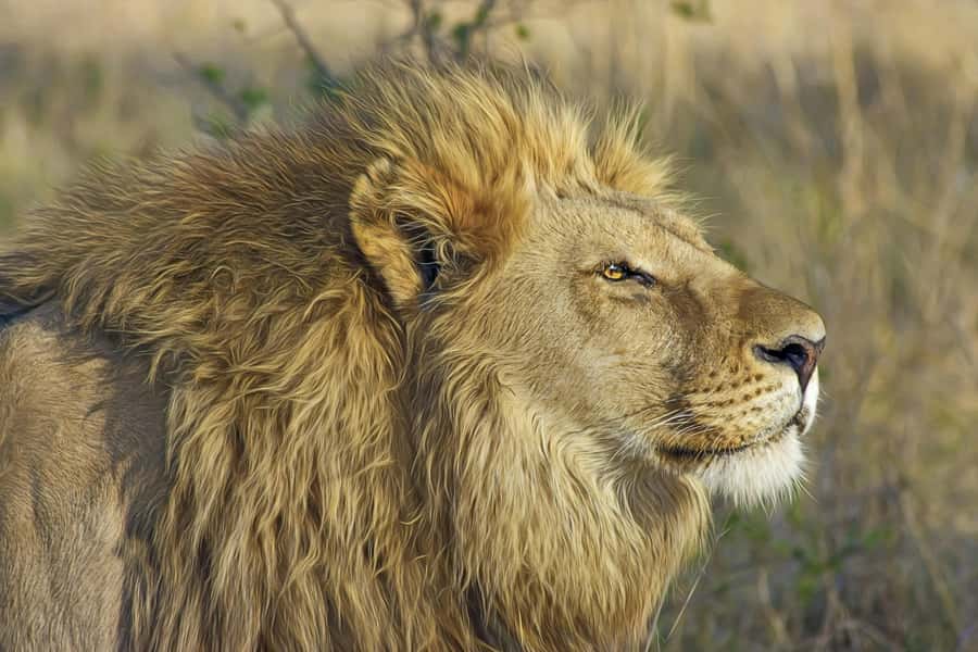 Experience an Amazing Big5 Safari near Cape Town! - The Drive From Your Hotel, Plus the Huguenot Tunnel Finish