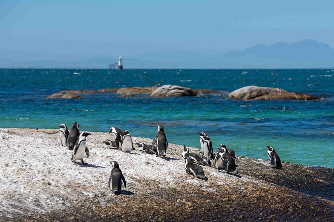 Explore Cape of Good Hope and Boulders Beach: Private Tour - Chapman’s Peak Drive: short photo time, big payoff views