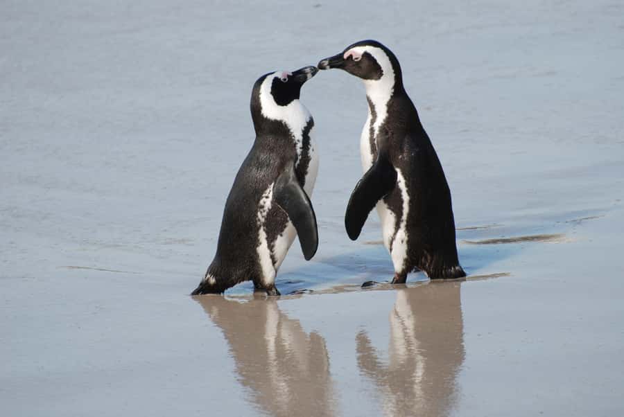 Explore: Cape of Good Hope and Penguins Full-Day Tour - Key Things to Know Before You Go