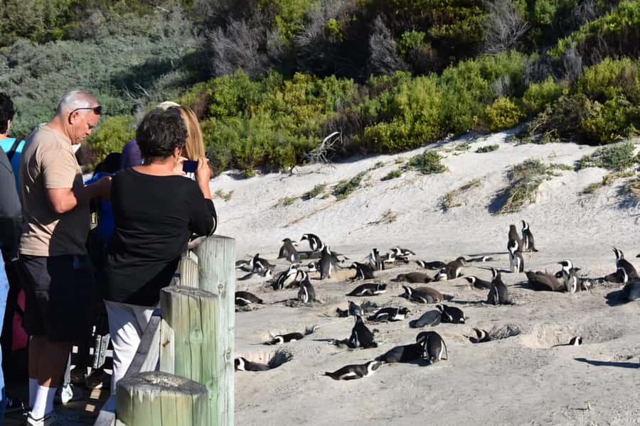 Explore: Cape of Good Hope and Penguins Full-Day Tour - Chapman’s Peak to Cape Point: Where the Scenery Gets Wilder