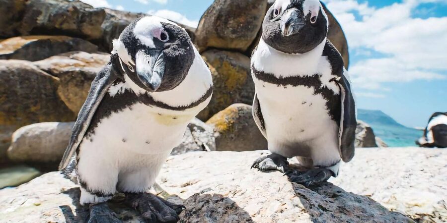 Explore: Cape of Good Hope and Penguins Full-Day Tour - Boulders Penguin Colony: Timing Your Visit for Maximum Penguin Time