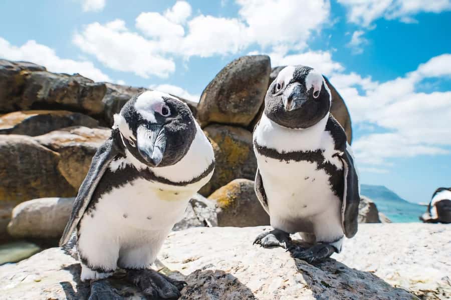 Explore: Cape of Good Hope and Penguins Full-Day Tour - Lunch and the Extra Stops You Can Skip (If You Want)