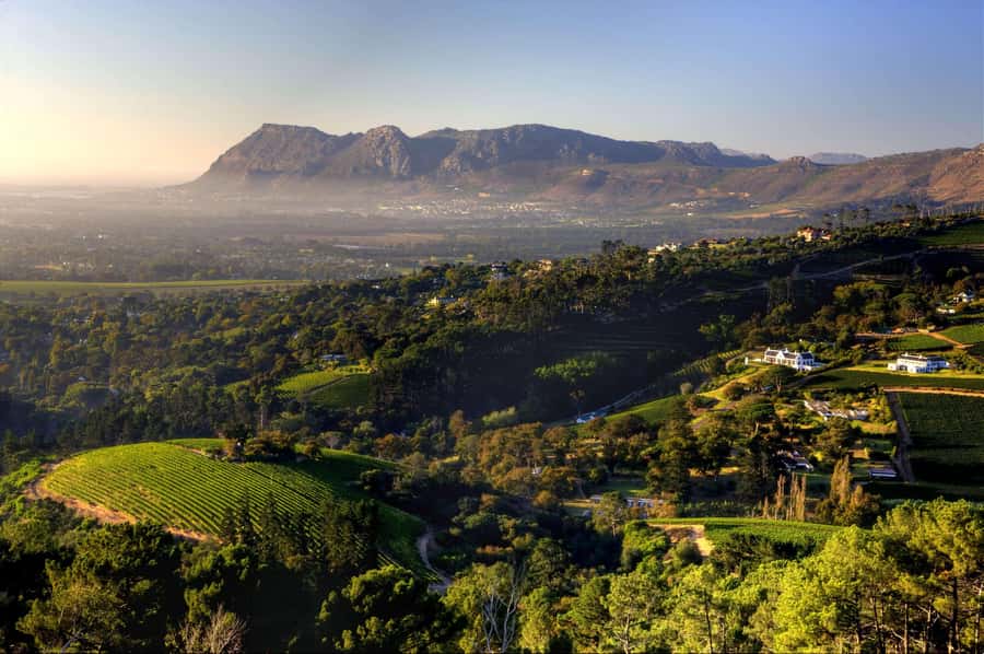 Explore Table Mountain, Kirstenbosch, & Constantia wineries. - Meet the Guides Who Make It Feel Personal: Gilbert and Martin