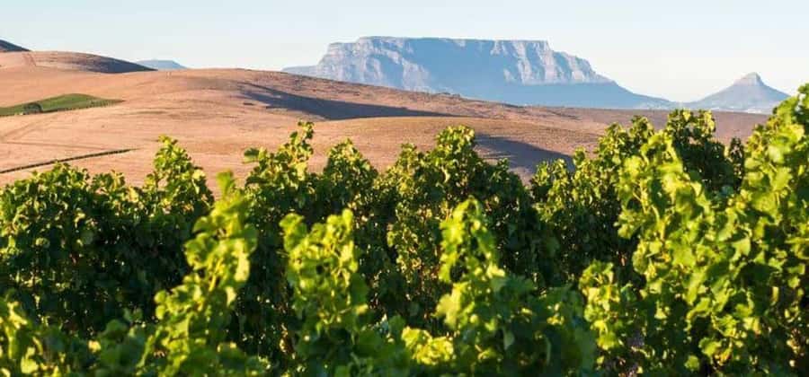 Explore Table Mountain, Kirstenbosch, & Constantia wineries. - Price and Value at $155 per Person