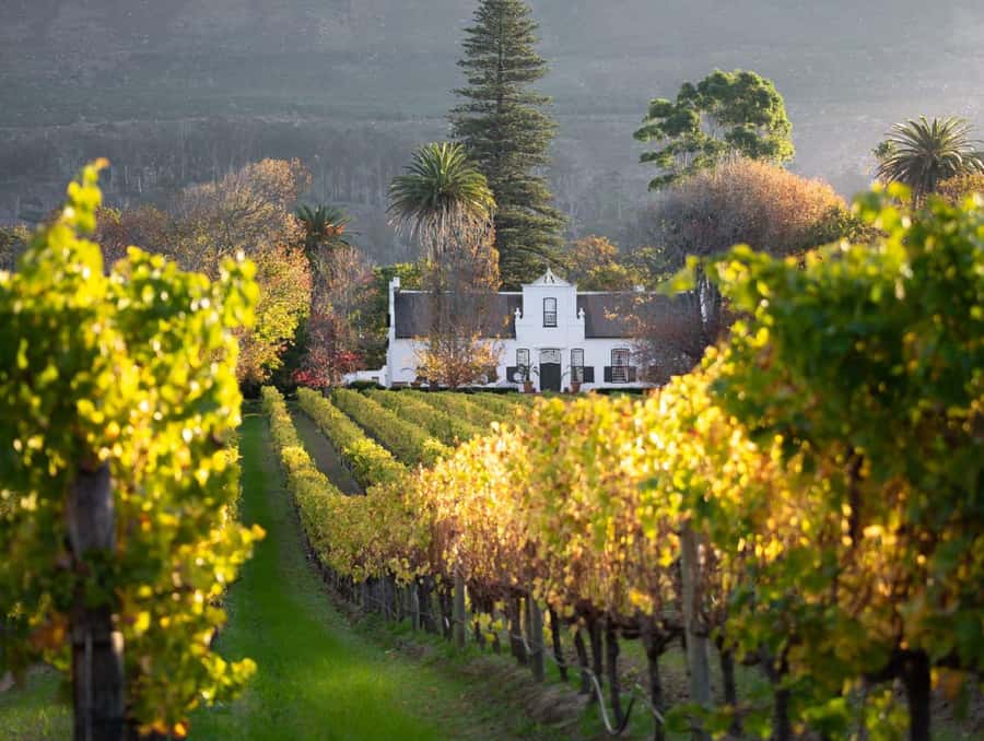 Explore Table Mountain, Kirstenbosch, & Constantia wineries. - Lunch Plans Without the Markup Surprise