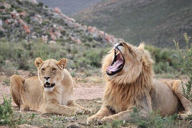 Explore the best Big 5 Aquila Safari Tour and Wine Tasting - Key highlights at a glance