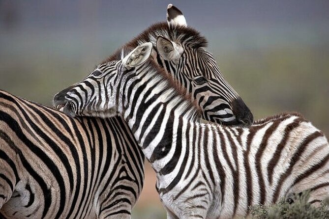 Explore the best Big 5 Aquila Safari Tour and Wine Tasting - Morning pickup in Cape Town, then straight to Aquila