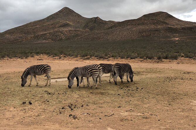 Explore the best Big 5 Aquila Safari Tour and Wine Tasting - Buffet breakfast and lunch, plus a realistic 8 hour pace