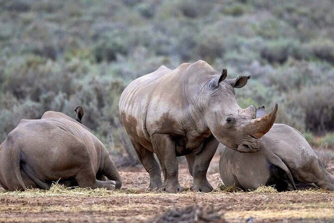 Explore the best Big 5 Aquila Safari Tour and Wine Tasting - Price and value: what $248.19 actually buys you