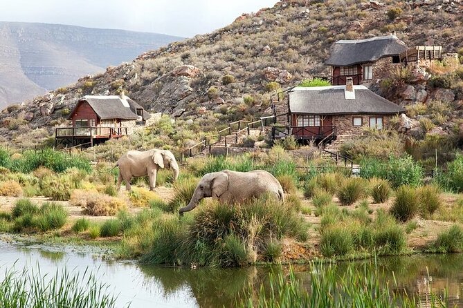 Explore the best Big 5 Aquila Safari Tour and Wine Tasting - Fairview Wine and Cheese in one focused hour