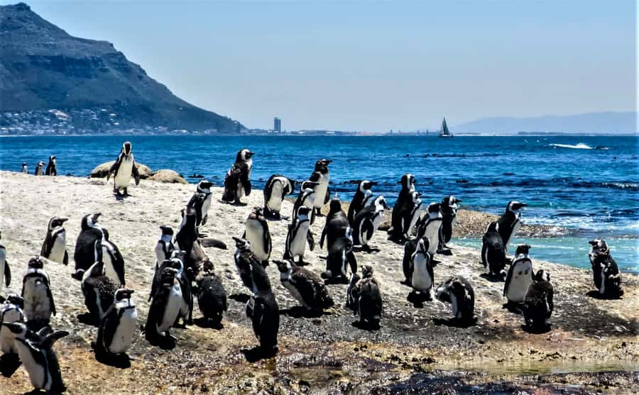 Fascinating Cape Peninsula Experience (private & exclusiv) - A private Cape Peninsula day that actually feels personal