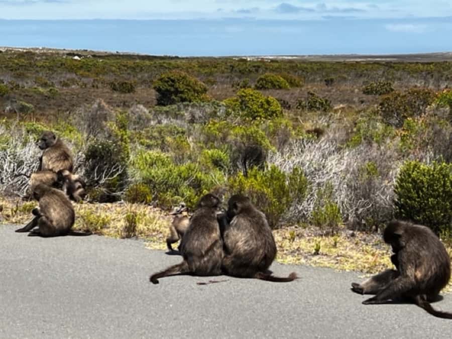 Fascinating Cape Peninsula Experience (private & exclusiv) - Cape fynbos, the plant life you’ll actually remember