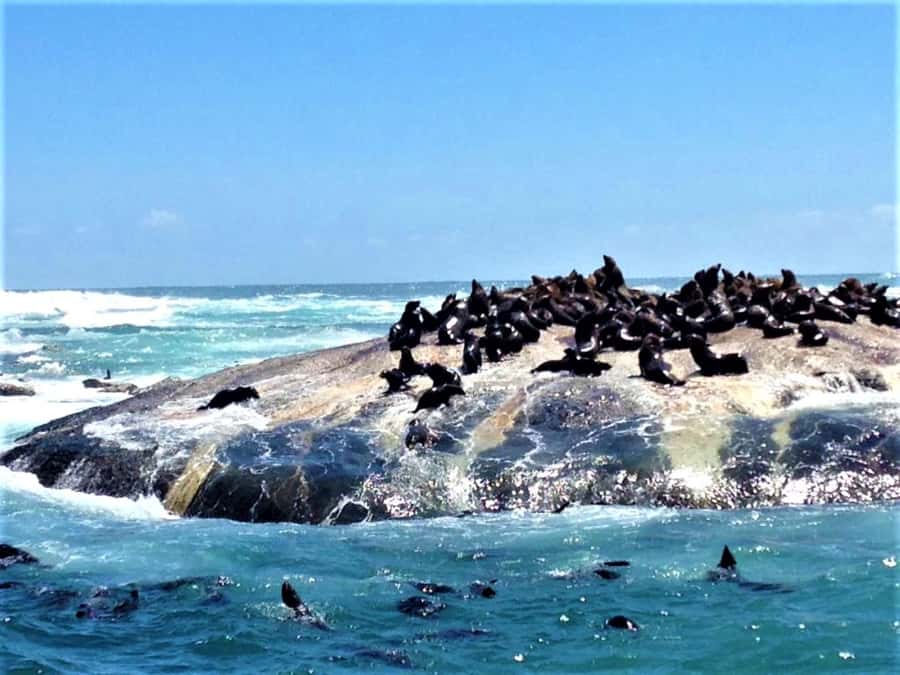 Fascinating Cape Peninsula Experience (private & exclusiv) - Languages, guide style, and what to expect from the day