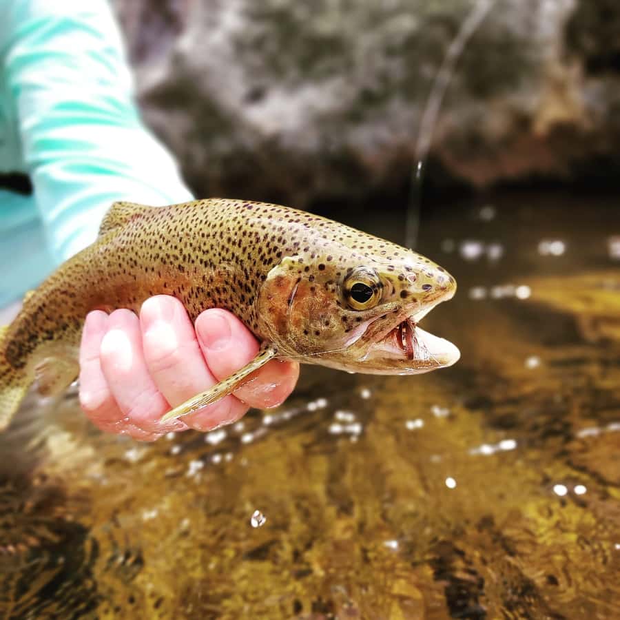 Fly Fishing in Cape Town - Cape Town Fly Fishing in Crystal-Clear Streams, Worcester and Paarl Mountains