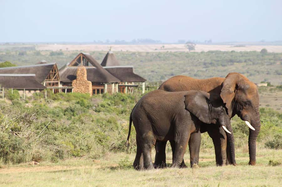 From Cape Town: 2-Day Safari at Garden Route Game Lodge - Key highlights to know before you go