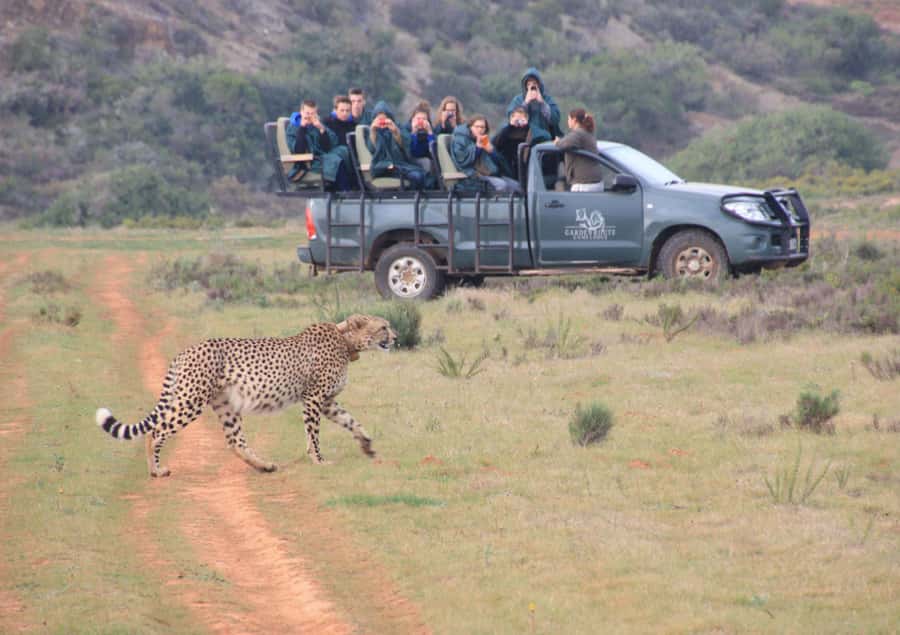 From Cape Town: 2-Day Safari at Garden Route Game Lodge - Sunset safari in open-air vehicles: how to make the most of it
