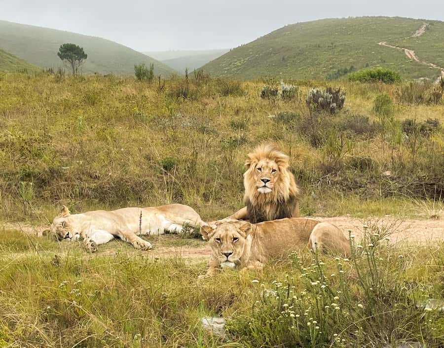 From Cape Town: 3-Day Garden Route Highlights and 4x4 Safari - Who this tour suits best, and who should skip it