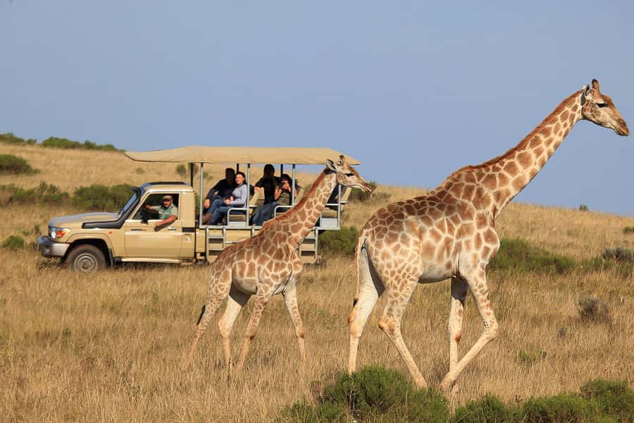From Cape Town: 3-Day Garden Route Highlights and 4x4 Safari - Day 2 in the Garden Route: elephant optional, kayaking included