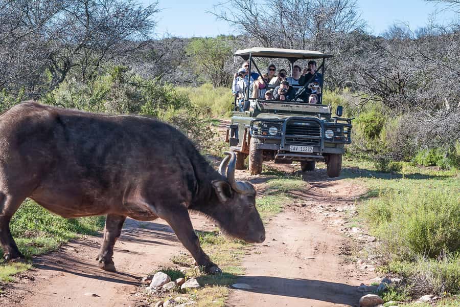 From Cape Town: 3-Day Garden Route Highlights and 4x4 Safari - Staying overnight: backpacker energy versus comfort upgrades