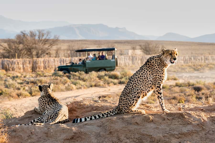 From Cape Town: 3-Day Garden Route Safari and Coastal Tour - The Best Parts at a Glance