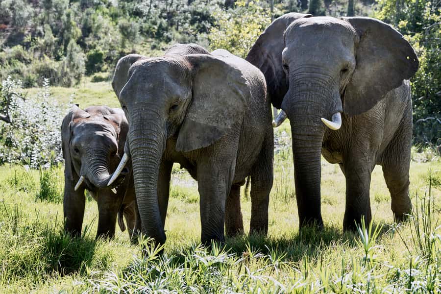 From Cape Town: 3-Day Garden Route Safari and Coastal Tour - Cape Agulhas, Betty’s Bay, Hermanus, and the Coast That Actually Changes Your Mood