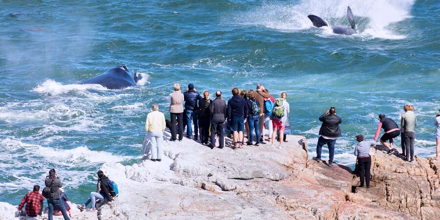 From Cape Town: 3-Day Garden Route Safari and Coastal Tour - Food, Lodging, and the Rhythm Between Wildlife Stops