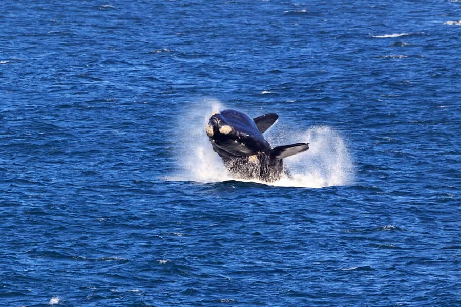 From Cape Town: 3-Day Garden Route Safari and Coastal Tour - Value Check: Is $720 Per Person a Good Deal Here?