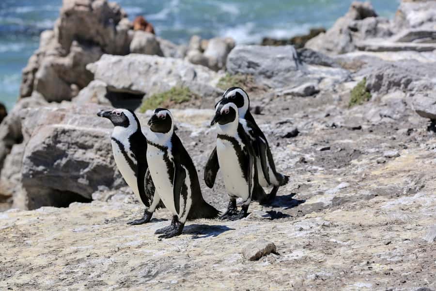 From Cape Town: 3-Day Garden Route Safari and Coastal Tour - The First Night: A 4-Star Guest House and a Long Driving Day You Should Prep For