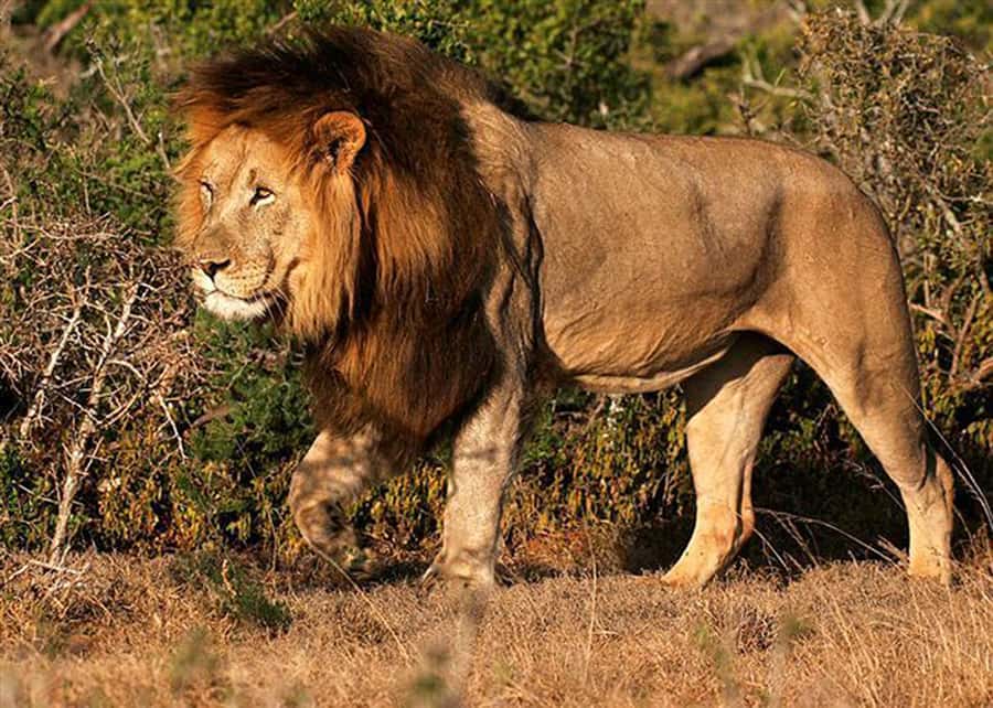 From Cape Town: 5-Day Best of Garden Route and Addo Safari - Accommodation tradeoffs: backpackers vs comfort vs luxury reality