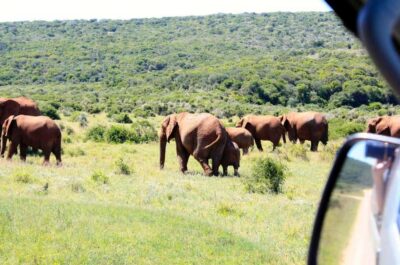 5-Day Best of Garden Route and Addo Safari
